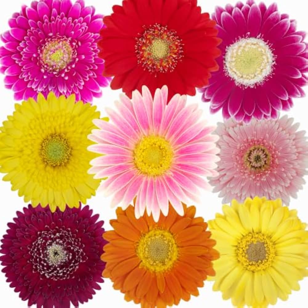 ガーベラ　10本セット ガーベラの花束 10本 - ミックス - | お花の通販AND PLANTS